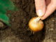 Come coltivare i bulbi 712 0 038 Come coltivare i bulbi